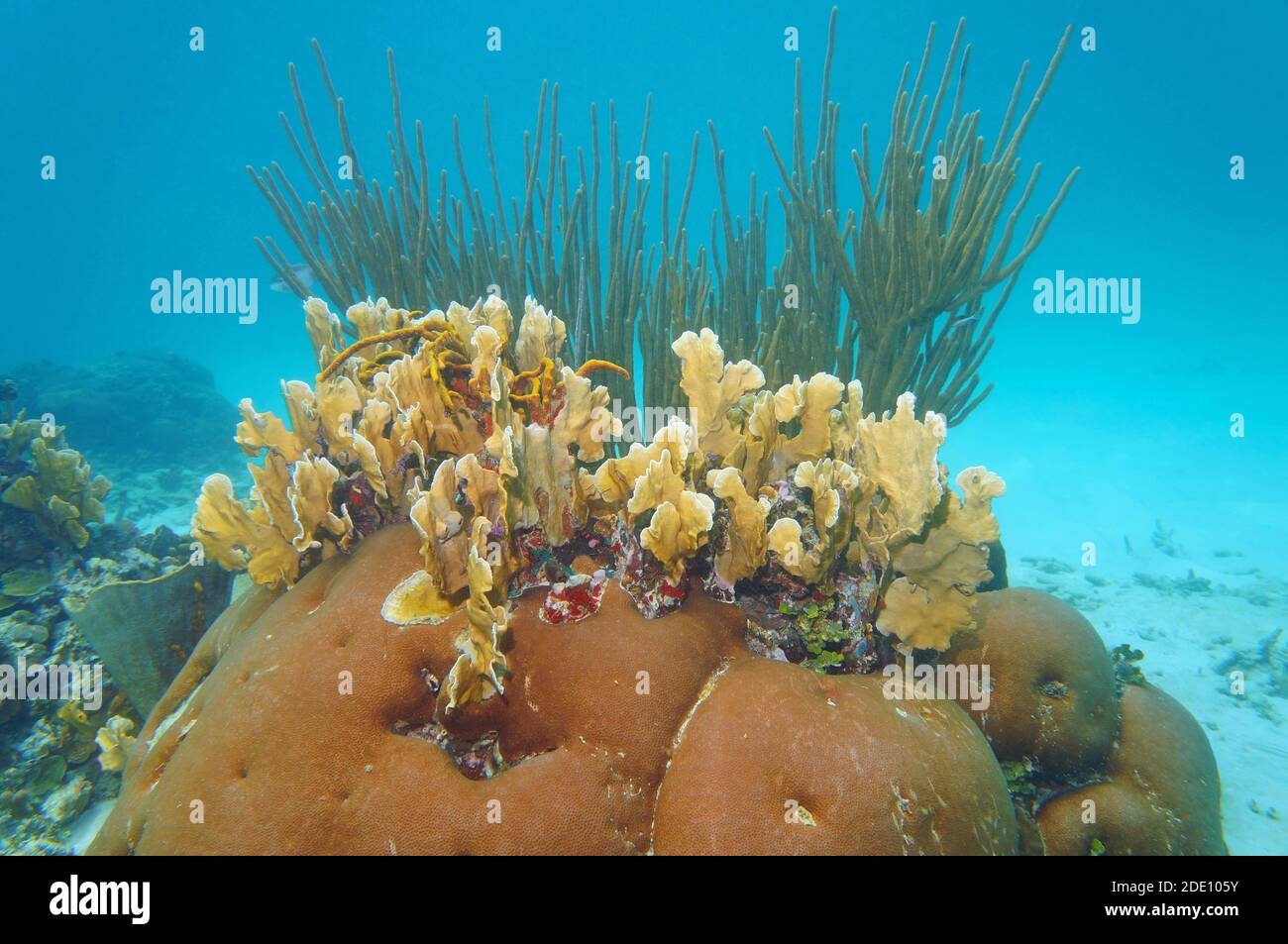 Coralli forma varietà subacquea nel mare caraibico Foto Stock