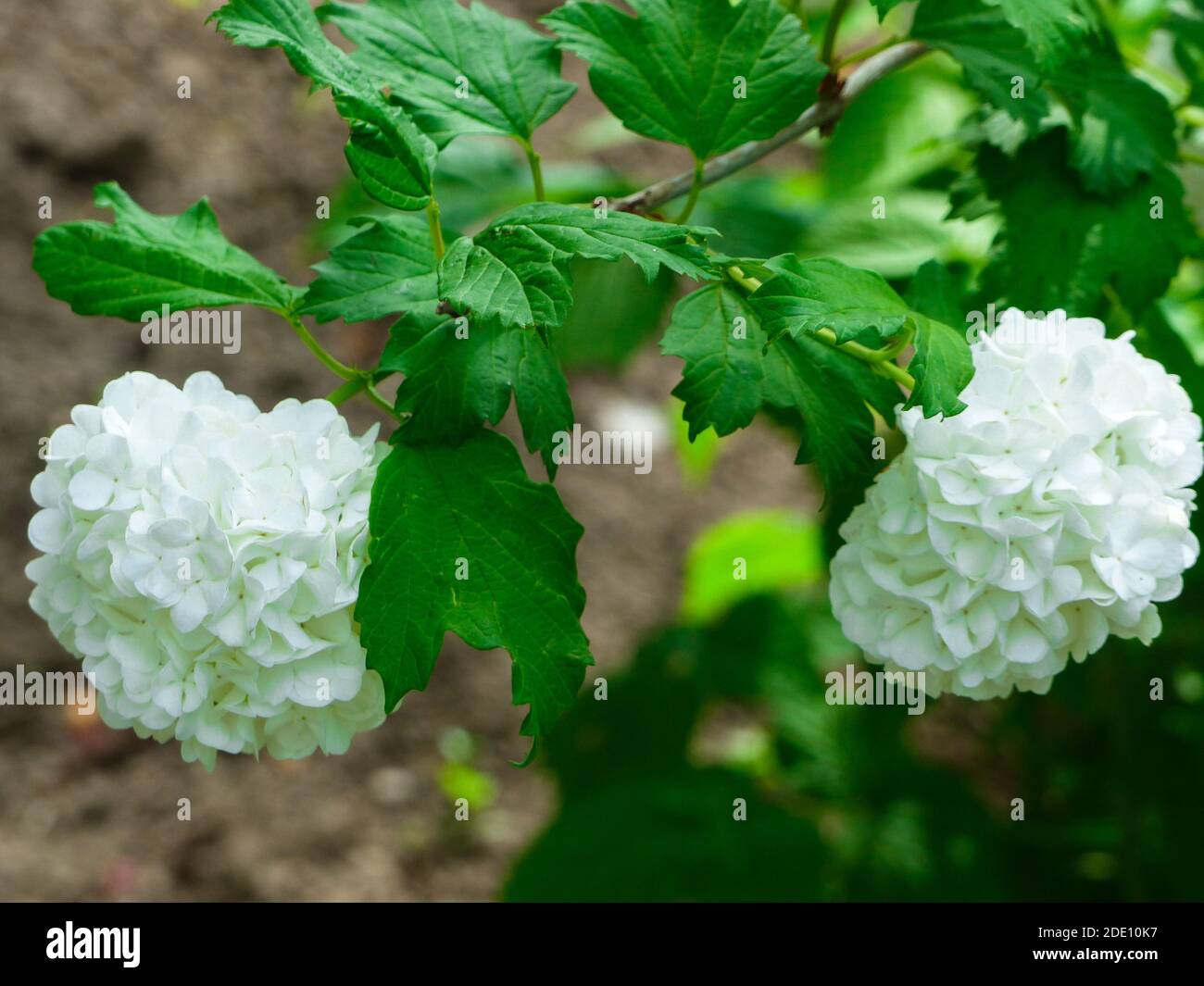 Un closeup di fiori bianchi di guelder-rose o di snowball albero Foto Stock