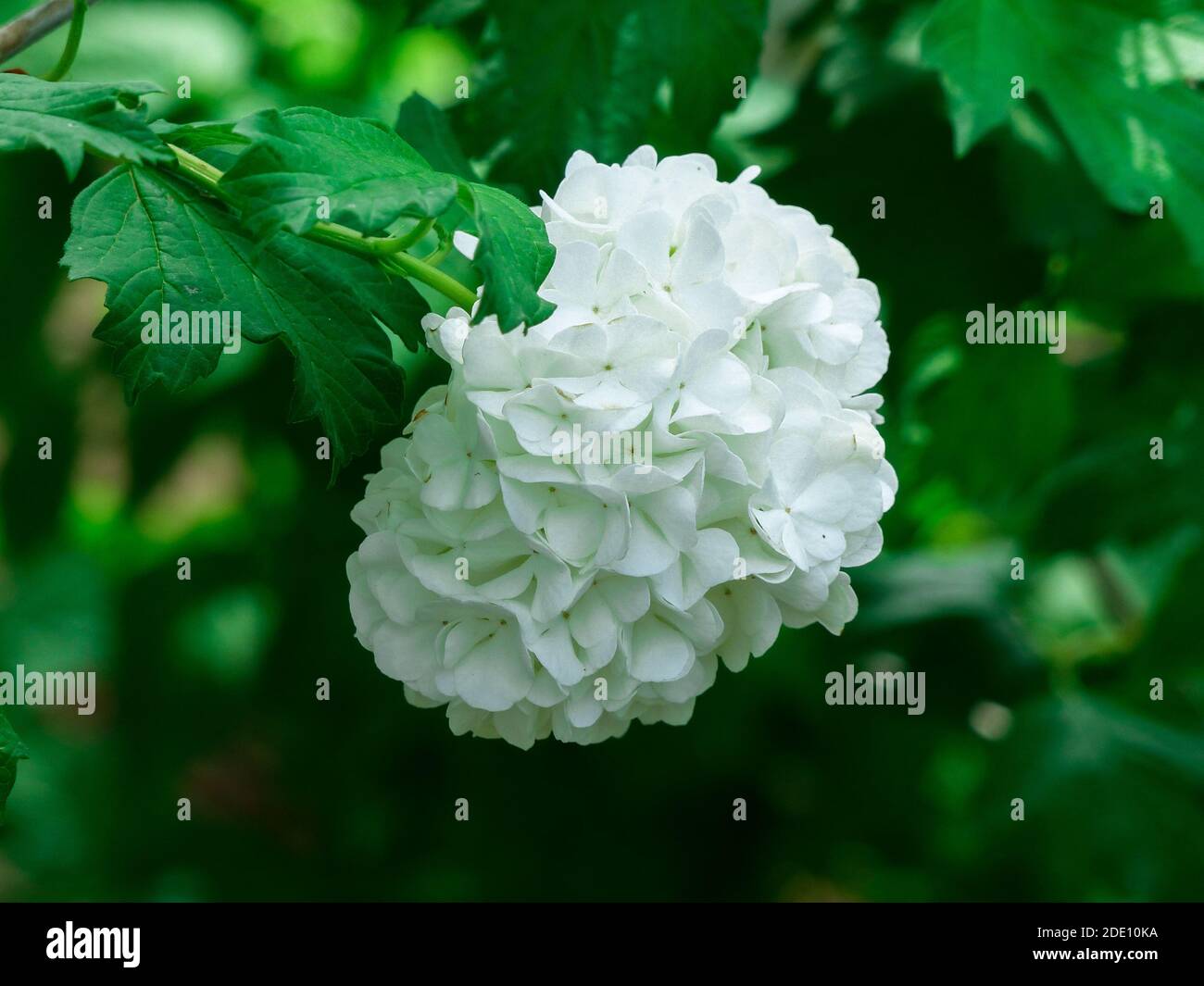 Un closeup di fiori bianchi di guelder-rose o di snowball albero Foto Stock