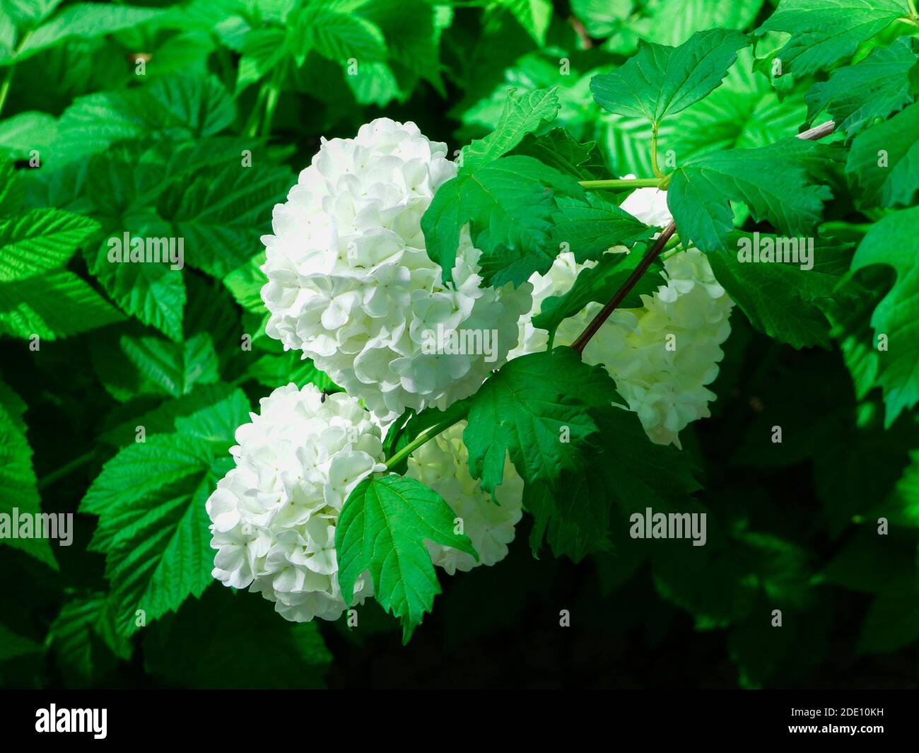 Un closeup di fiori bianchi di guelder-rose o di snowball albero Foto Stock