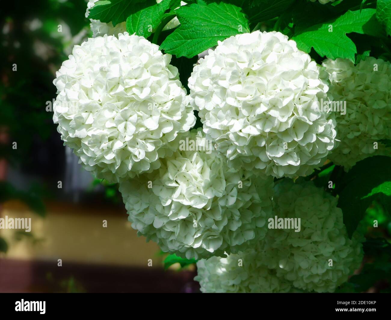 Un closeup di fiori bianchi di guelder-rose o di snowball albero Foto Stock