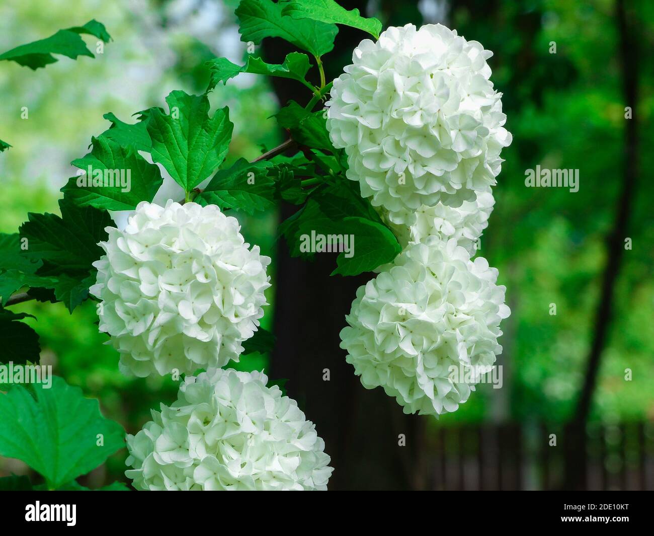 Un closeup di fiori bianchi di guelder-rose o di snowball albero Foto Stock