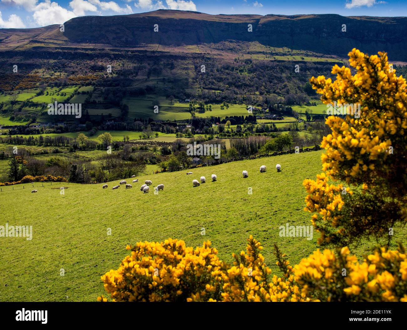 Gorse a Glenariff, Glens di Antrim, Contea di Antrim, Irlanda del Nord Foto Stock