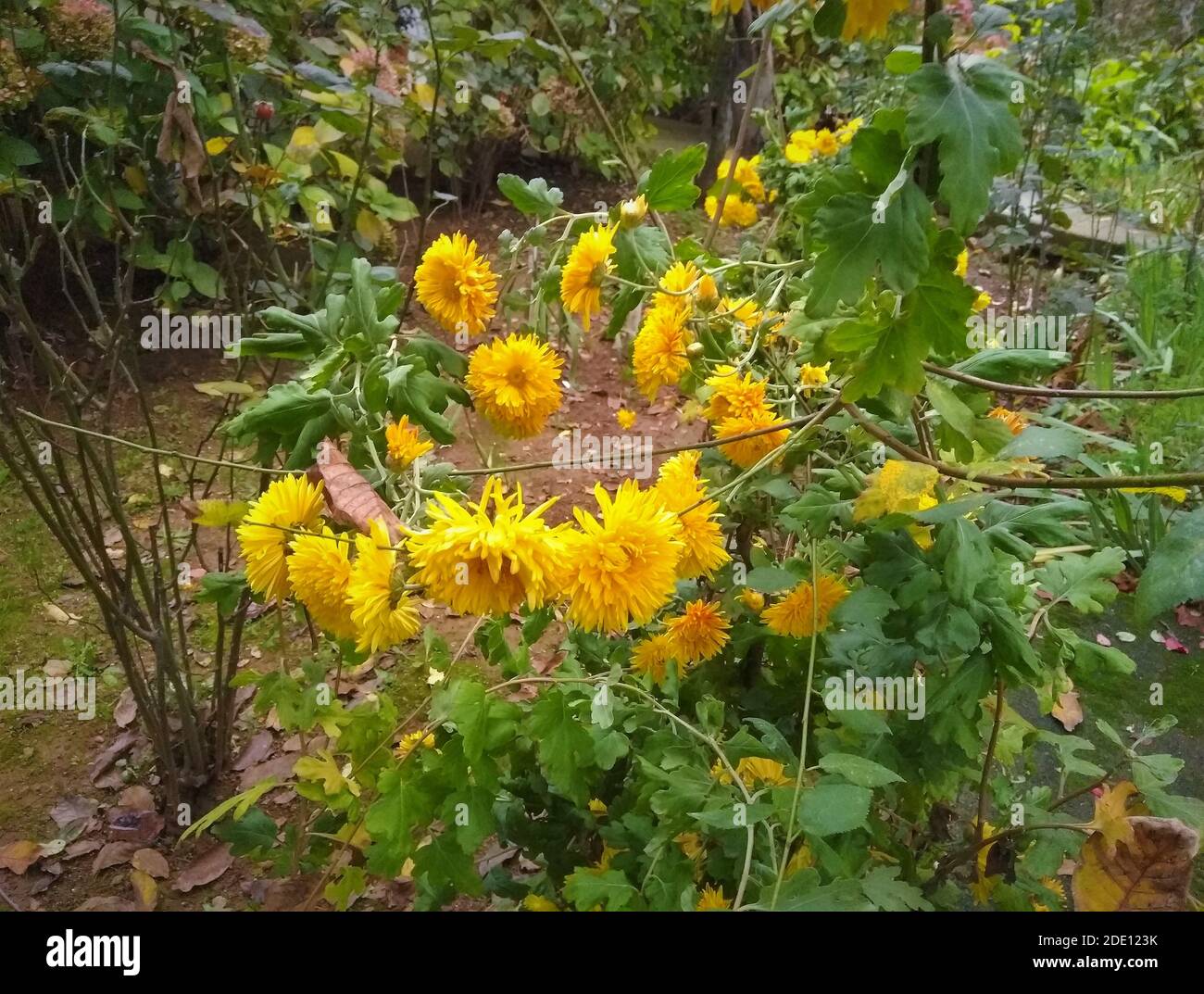 Fiori gialli di crisantemo nel giardino Foto Stock