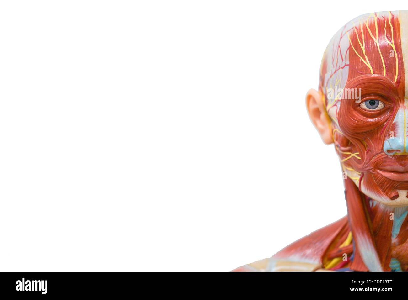 Modello anatomico della testa umana Foto Stock