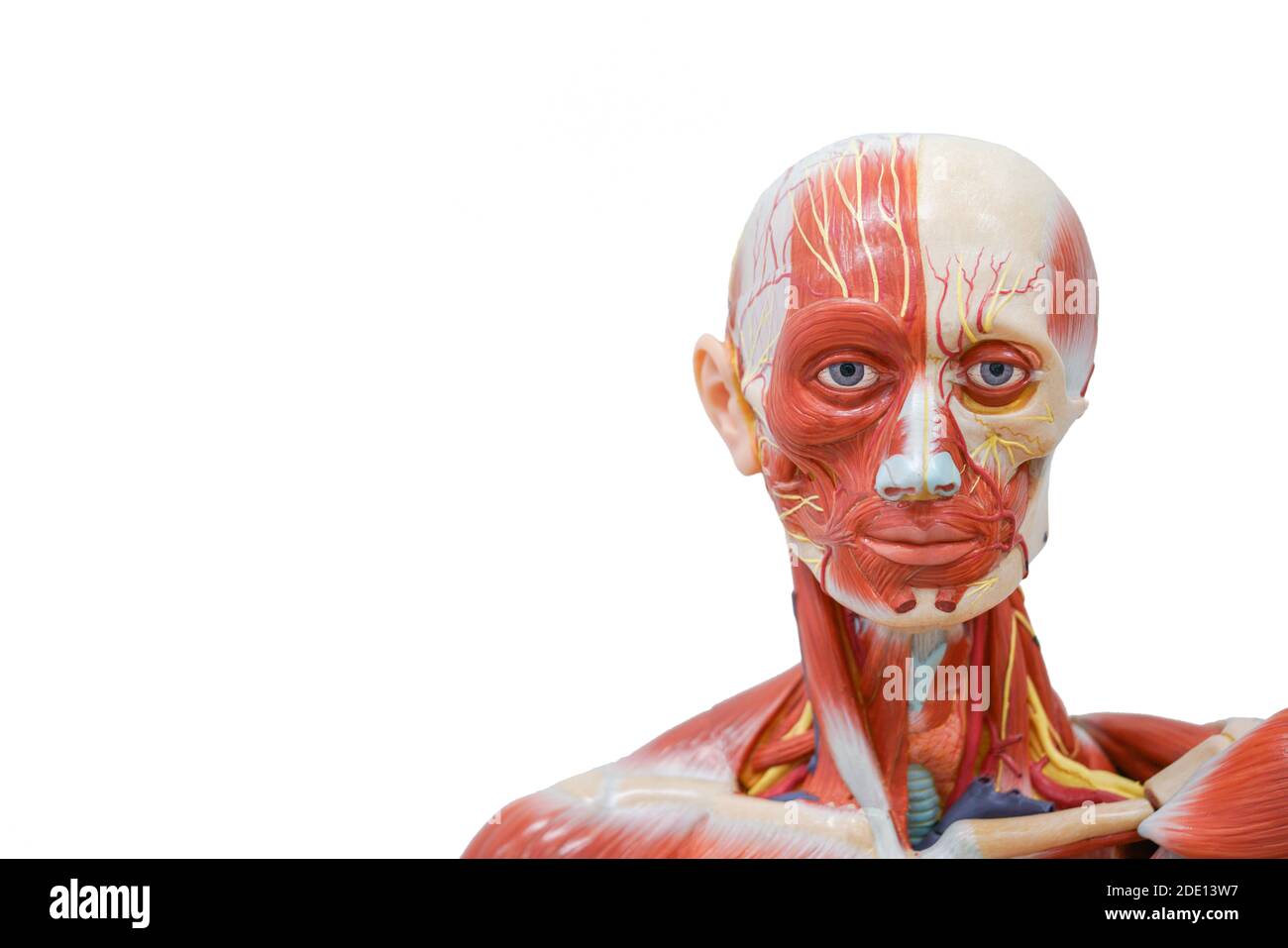 Modello anatomico della testa umana Foto Stock