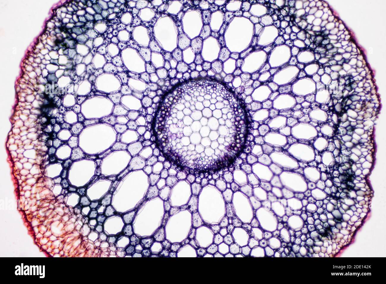 Radice di pianta, micrografia leggera Foto Stock