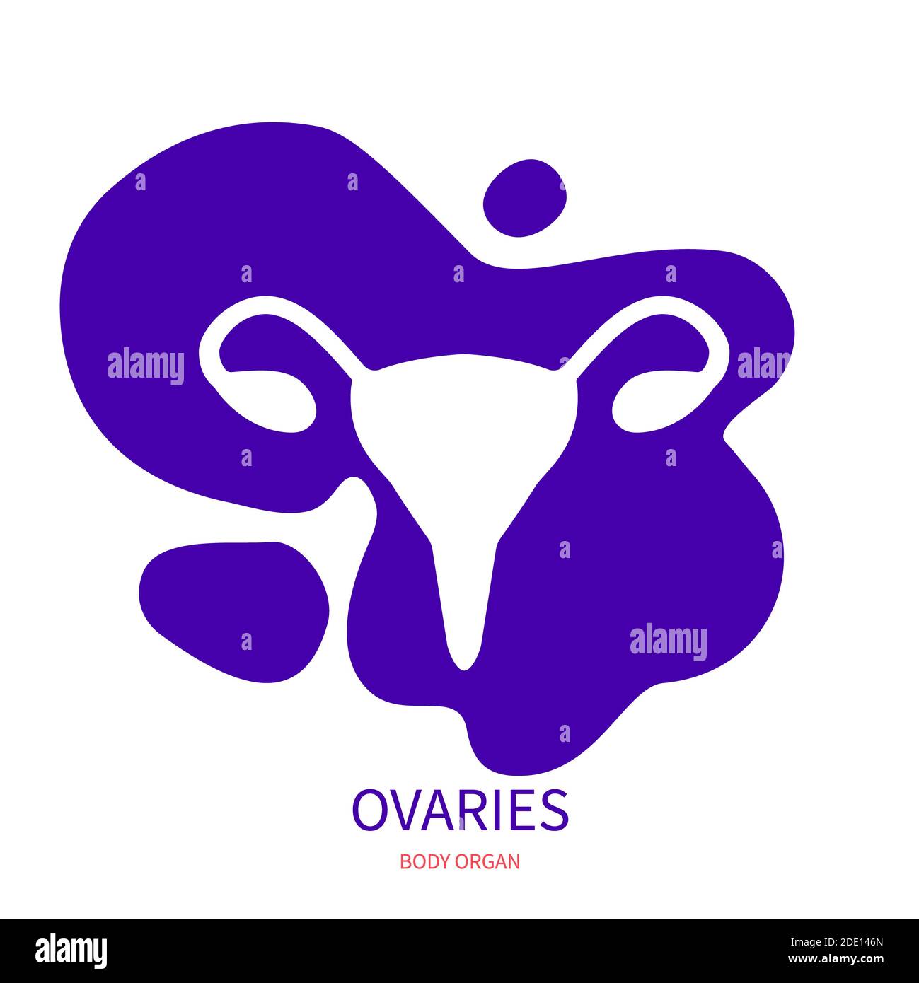 Il sistema riproduttivo femminile, illustrazione Foto Stock