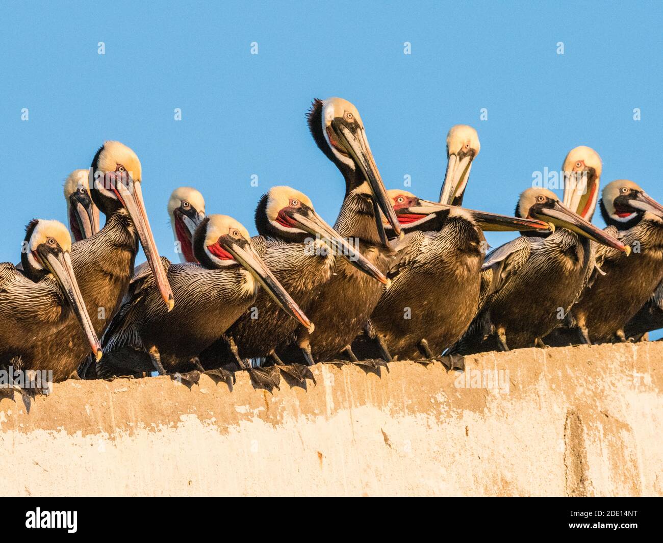 Pellicani bruni (Pelecanus occidentalis) in un impianto di lavorazione del pesce, Puerto San Carlos, Baja California sur, Messico, Nord America Foto Stock