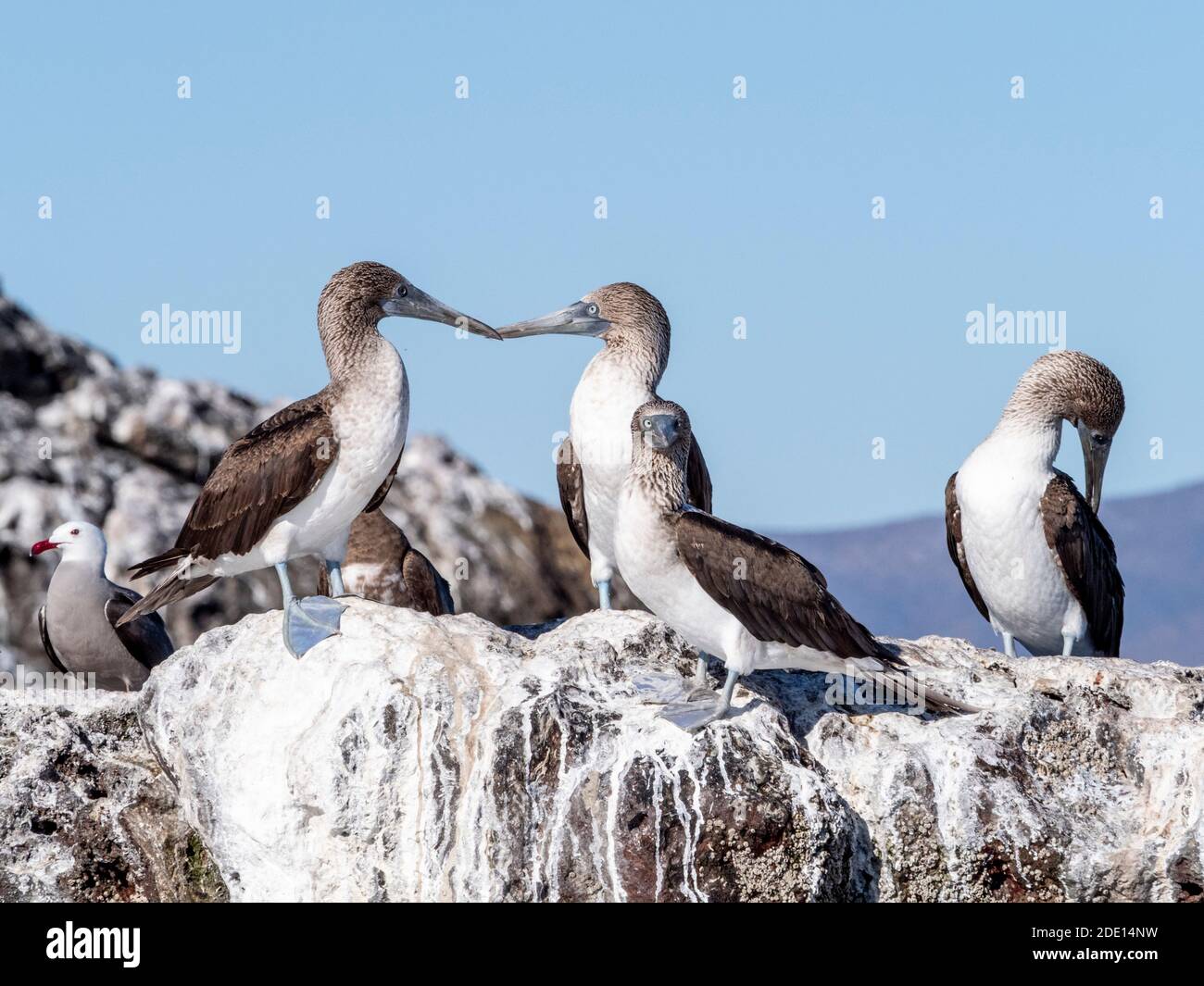 Bobies adulti a piedi blu (Sula nebouxi), Santa Rosalia, Baja California sur, Messico, Nord America Foto Stock