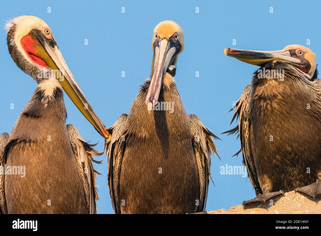 Pellicani bruni (Pelecanus occidentalis) in un impianto di lavorazione del pesce, Puerto San Carlos, Baja California sur, Messico, Nord America Foto Stock