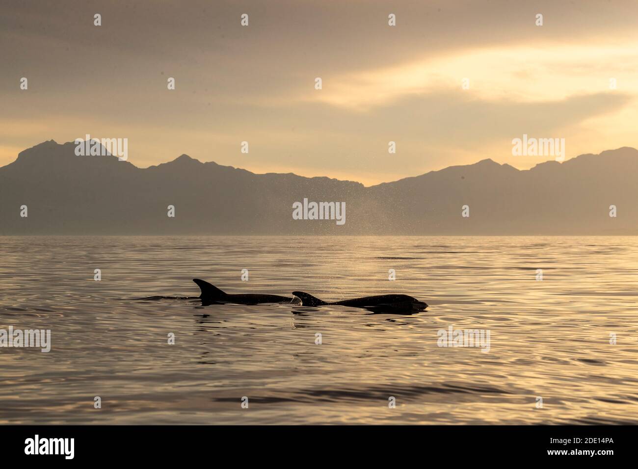 Delfini tursiopi adulti (Tursiops truncatus) che si affacciano vicino a Isla Santa Catalina, Baja California sur, Messico, Nord America Foto Stock