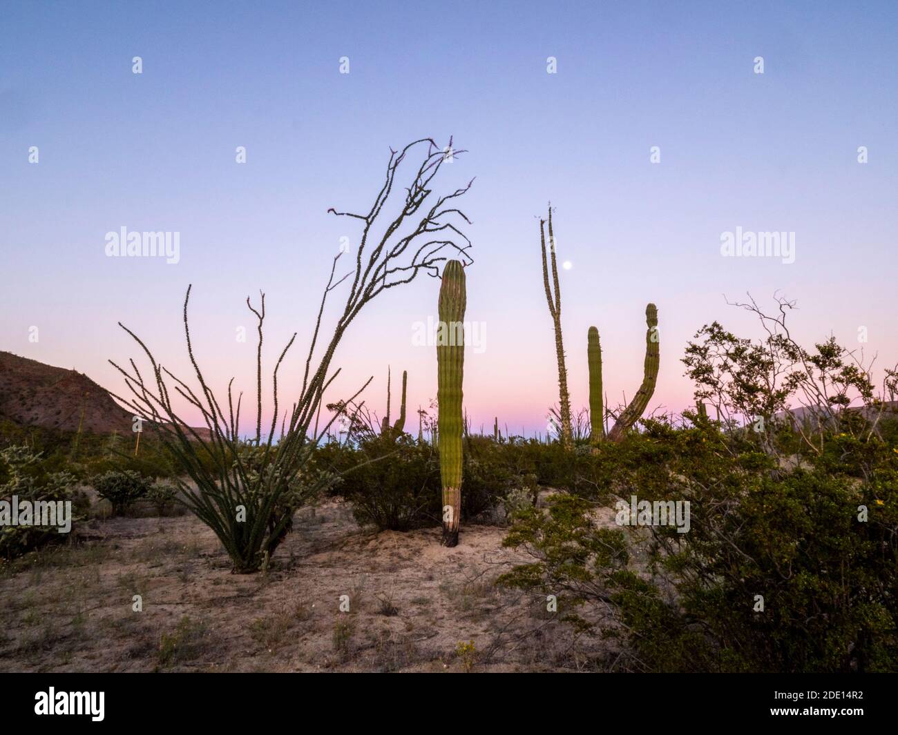 Boojum tree (Fouquieria columnaris) con luna piena, deserto di sonora, Bahia de los Angeles, Baja California, Messico, Nord America Foto Stock