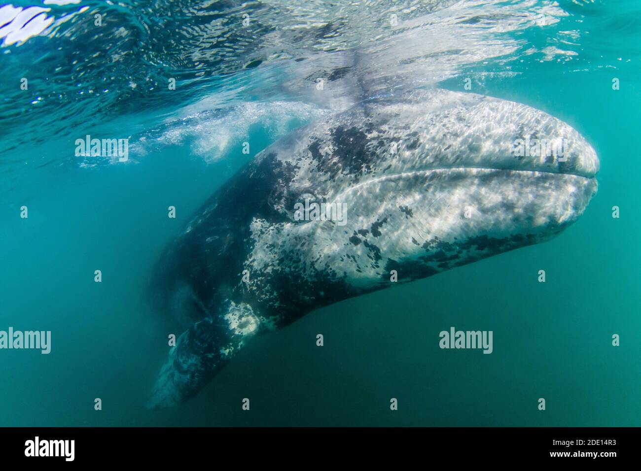 Calco di balena grigio della California (Eschrichtius robustus) sott'acqua, Laguna di San Ignacio, Baja California sur, Messico, Nord America Foto Stock