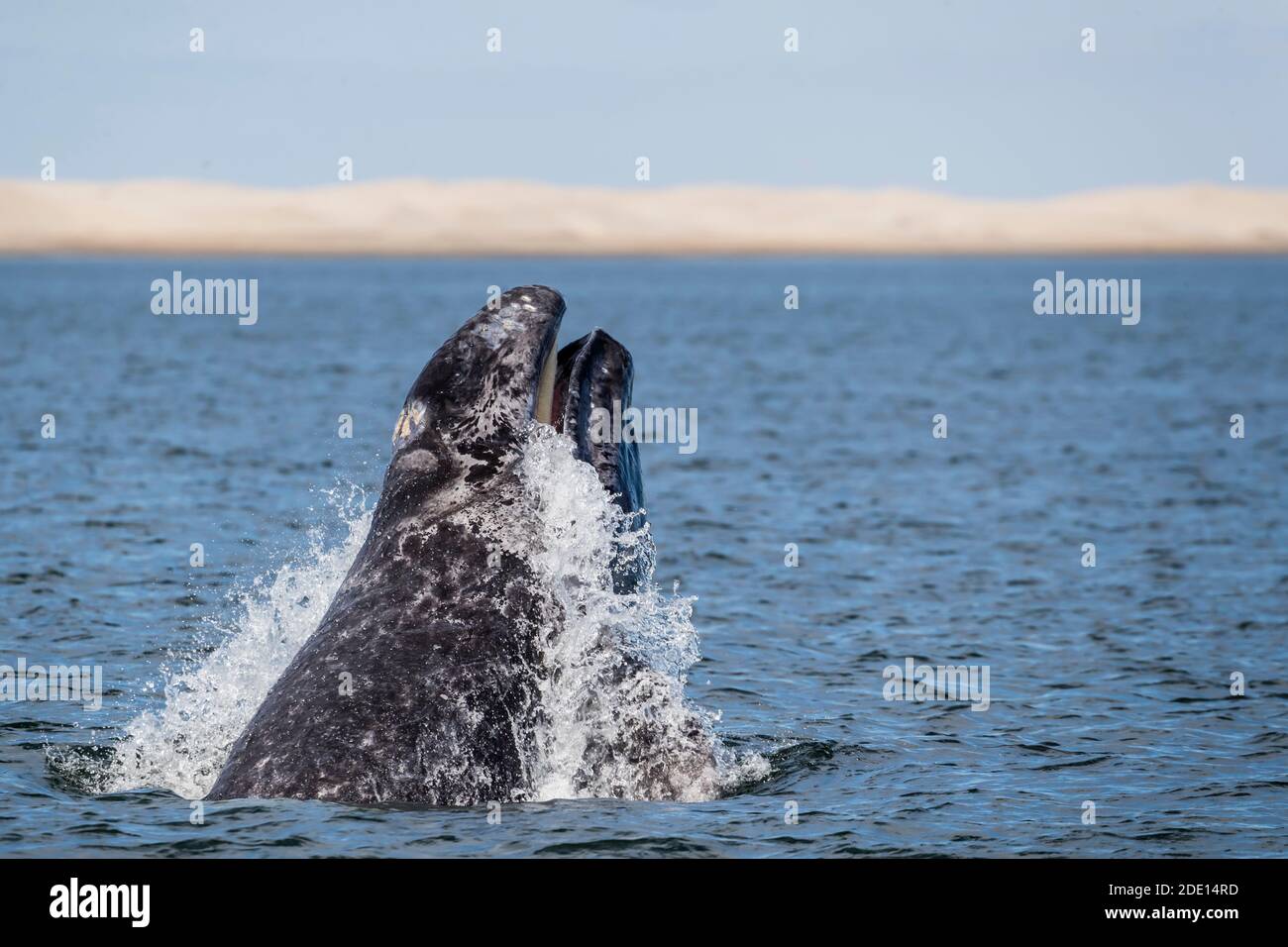 Calco di balena grigio della California (Eschrichtius robustus), a bordo della testa nella laguna di San Ignacio, Baja California sur, Messico, America del Nord Foto Stock
