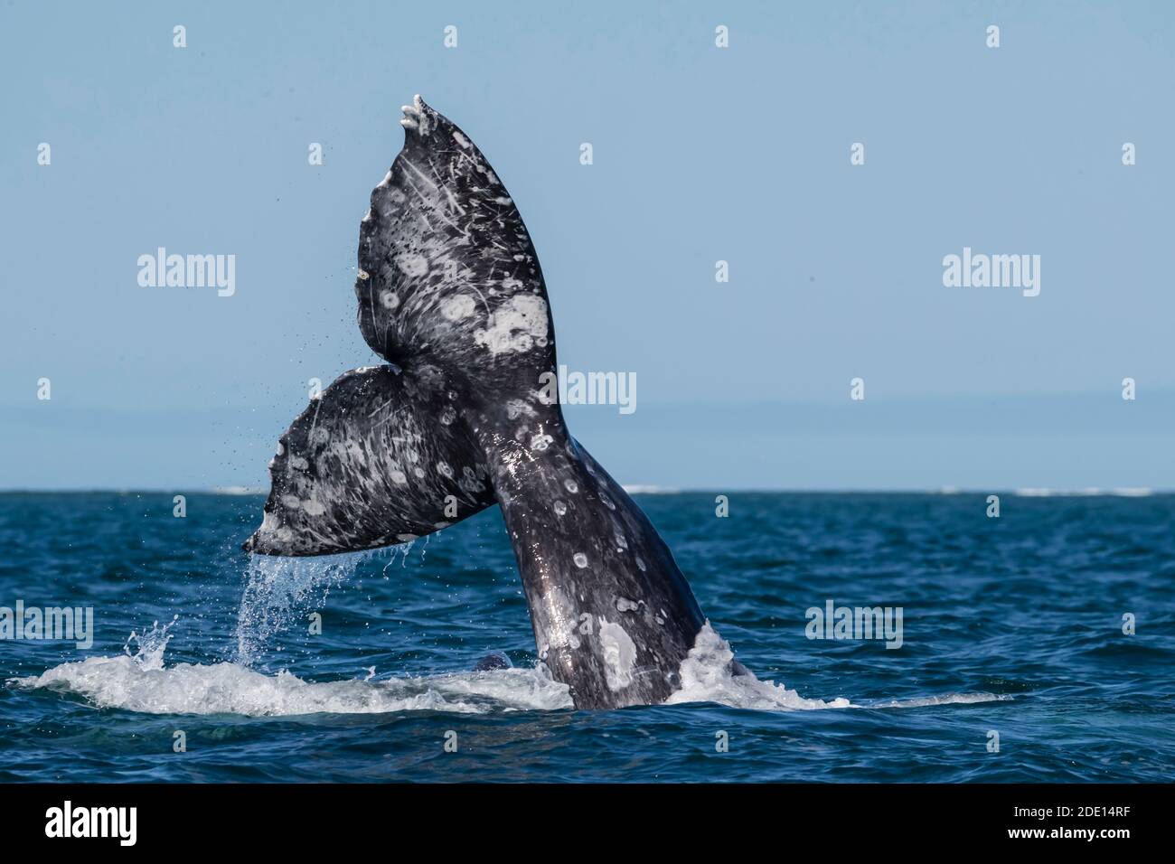 Balene grigie della California (Eschrichtius robustus), comportamento di courtship, Laguna di San Ignacio, Baja California sur, Messico, Nord America Foto Stock