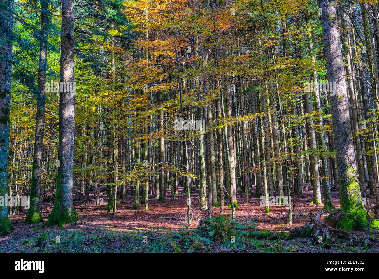 Foresta in autunno, Parco Nazionale foreste Casentinesi, Appennini, Toscana, Italia, Europa Foto Stock