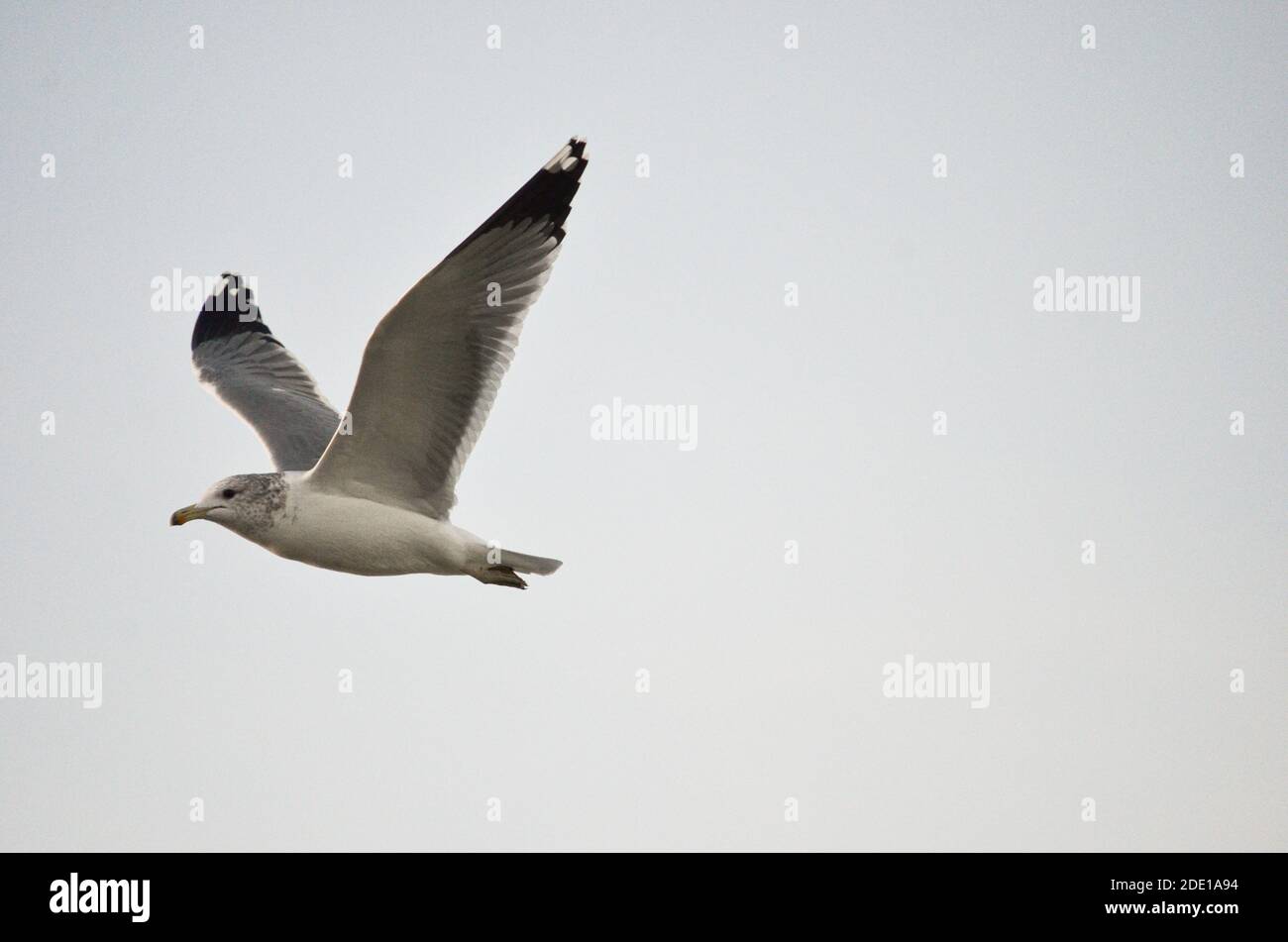 Seagull con ali aperte che volano con un cielo di sfondo grigio. Foto Stock
