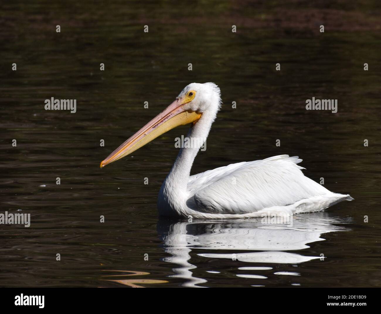 Un pellicano bianco americano (Pelecanus erythrorhynchos) Nuotare sulla superficie del lago Pinto in California Foto Stock