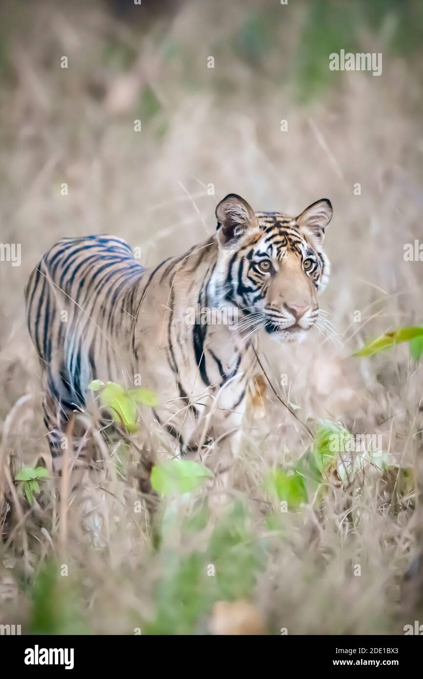 La tigre del Bengala (Panthera tigris tigris) è originaria del subcontinente indiano. Foto Stock