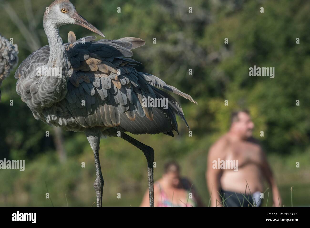 Una giovane gru di collina di sabbia (Grus canadensis) con due persone nelle vicinanze sullo sfondo, fotografata in Wisconsin. Foto Stock