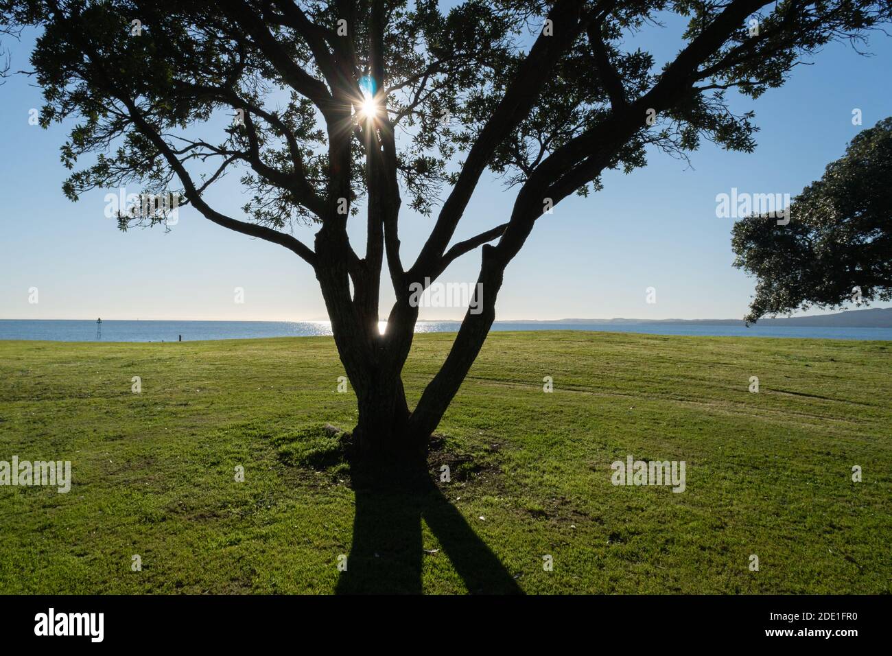 Il sole splende attraverso gli alberi di Pohutukawa con lo starburst Presso la spiaggia di Milford ad Auckland Foto Stock