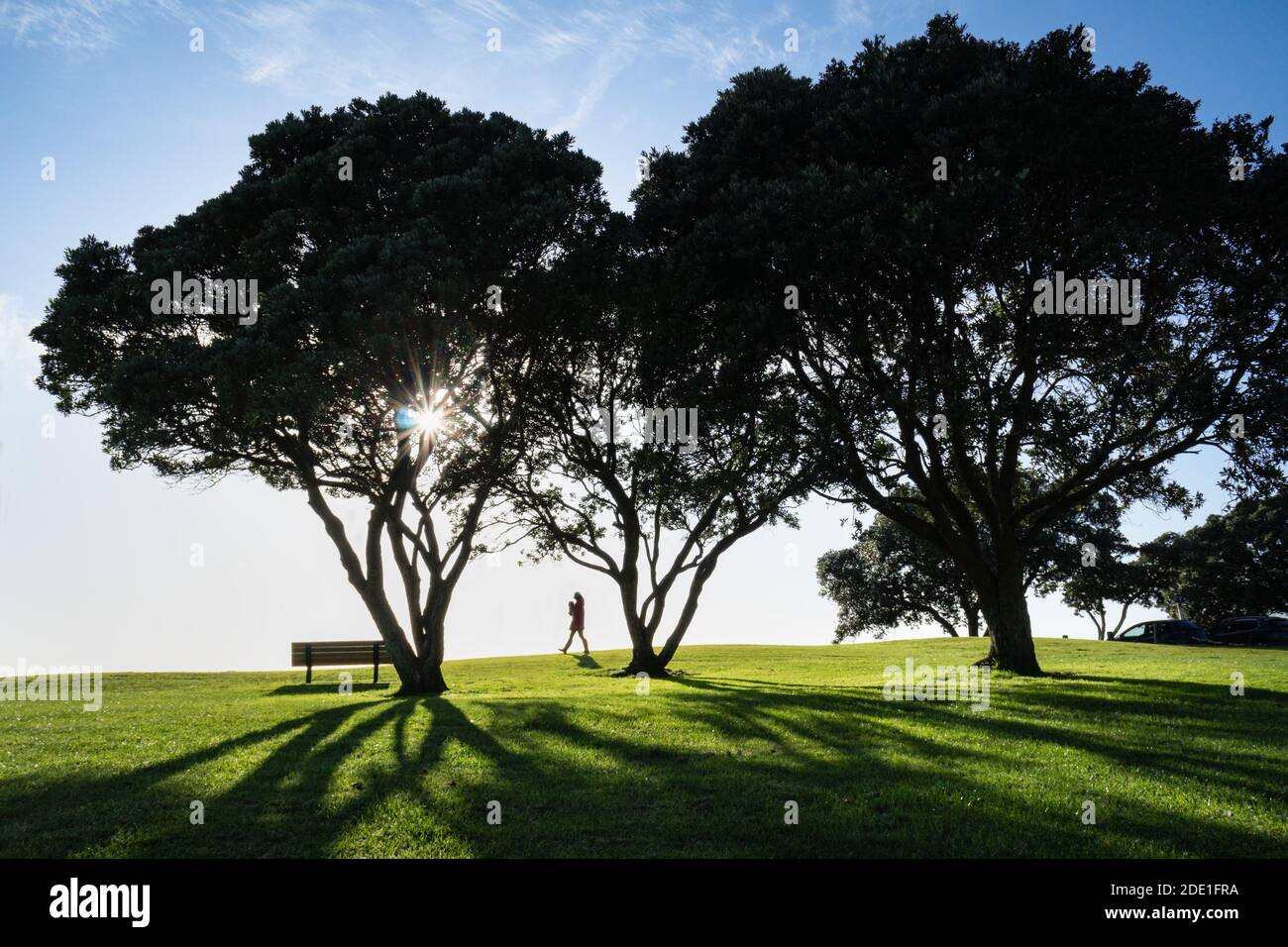 Alberi di Pohutukawa con lunghe ombre al mattino, donna che tiene un cane e che cammina tra gli alberi nella riserva di Milford Beach Foto Stock
