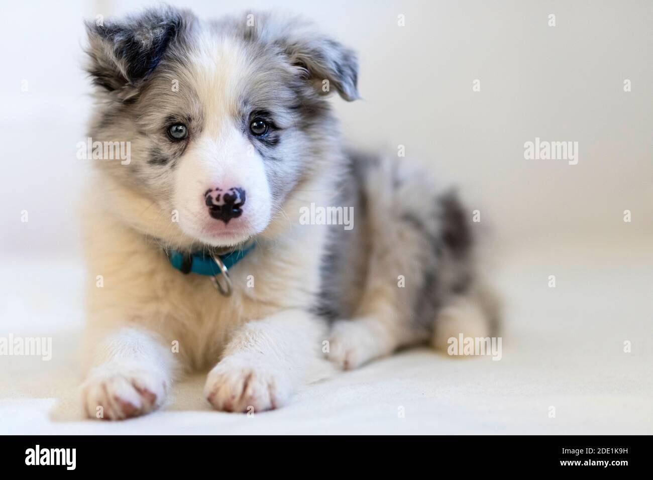 Primo piano di un cucciolo di Border Collie Blue Merle sdraiato in basso  all'interno su coperta bianca su sfondo bianco Foto stock - Alamy
