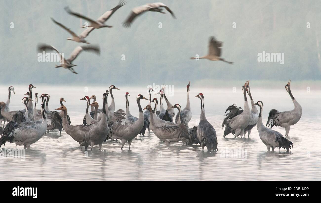 Gru nella nebbia mattutina sul lago, alcune di esse partono per il nutrimento Ground.Bory Tucholskie National Park in autumn.Poland in september.Horizont Foto Stock