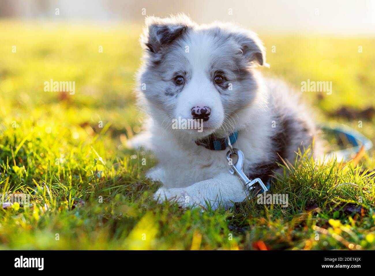Primo piano di un cucciolo di Border Collie Blue Merle sdraiato giù all'aperto Foto Stock