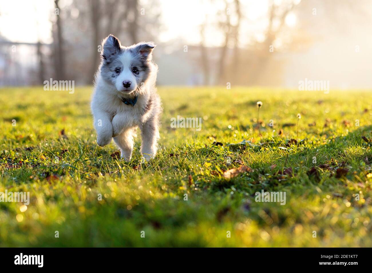 Little Border Collie Blue Merle cucciolo di 8 settimane di corsa su erba in un parco in autunno Foto Stock