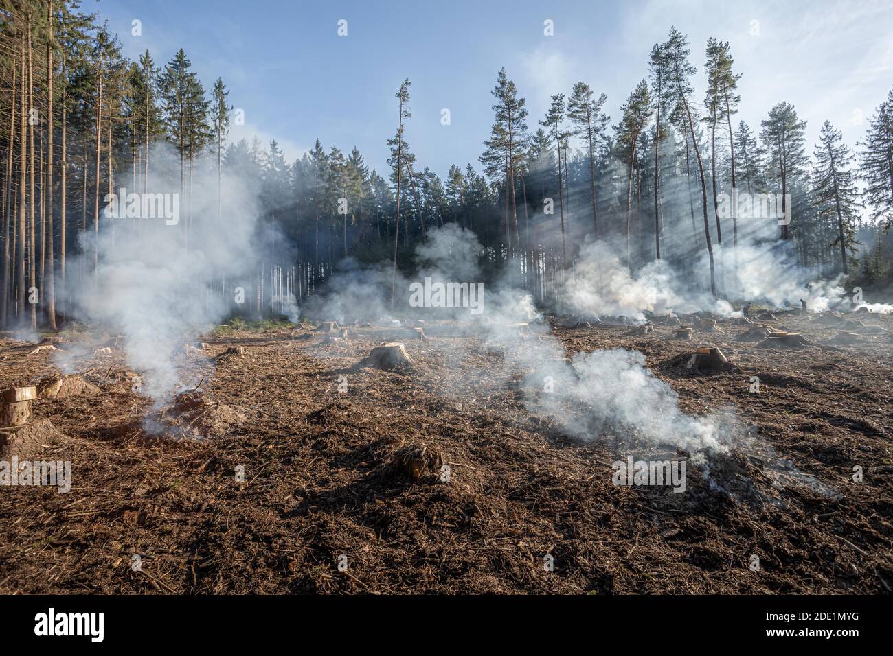 Grande campo con fumo dopo il fuoco selvaggio. Tutti gli alberi e l'erba sono bruciati dopo il fuoco della foresta o le opere forestali. Foto Stock