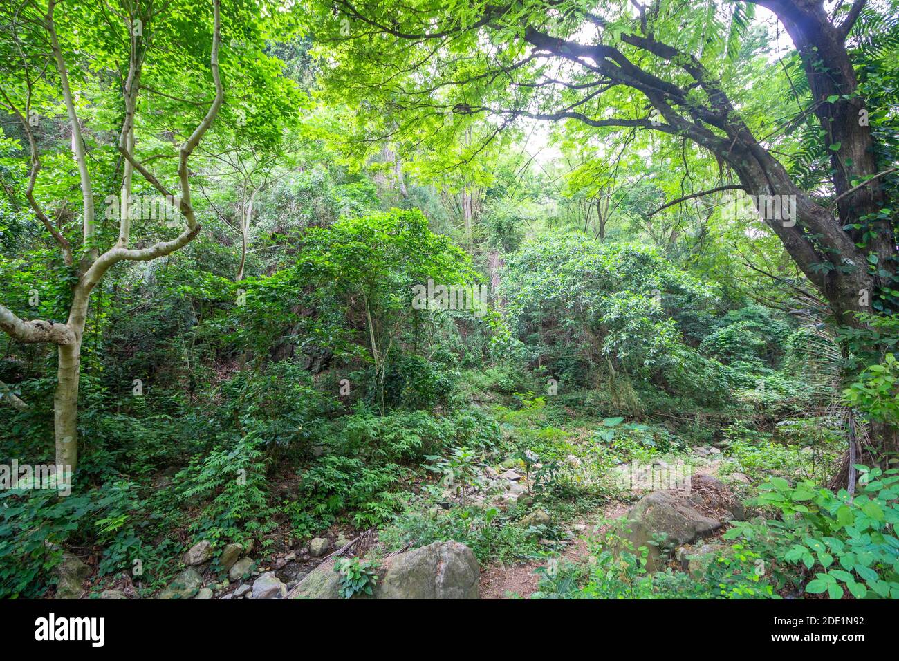 Crescita secondaria della foresta su una montagna a Batangas, Filippine Foto Stock