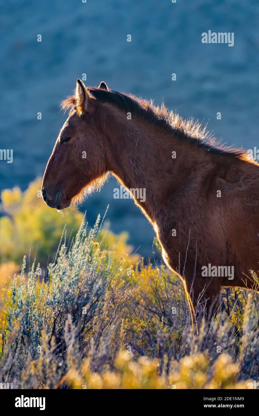 Wild Horses, Equus ferus caballus, del Pryor Mountain Wild Horse Range, sono visti nella Bighorn Canyon National Recreation Area, vicino Lovell, Wyoming, Foto Stock