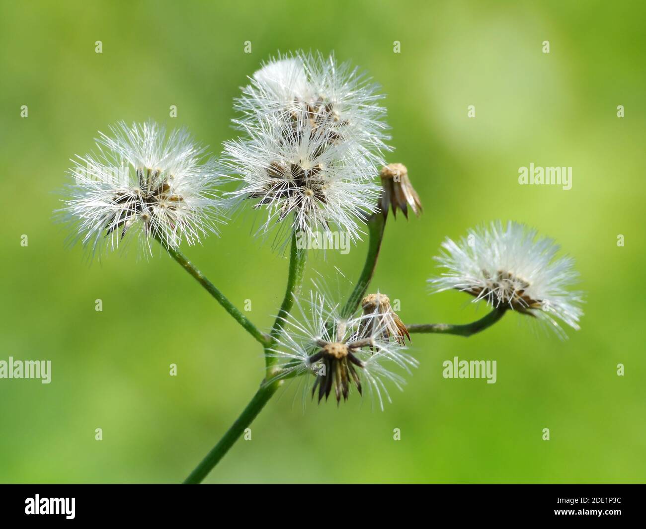Pianta selvaggia sotto il sole Foto Stock