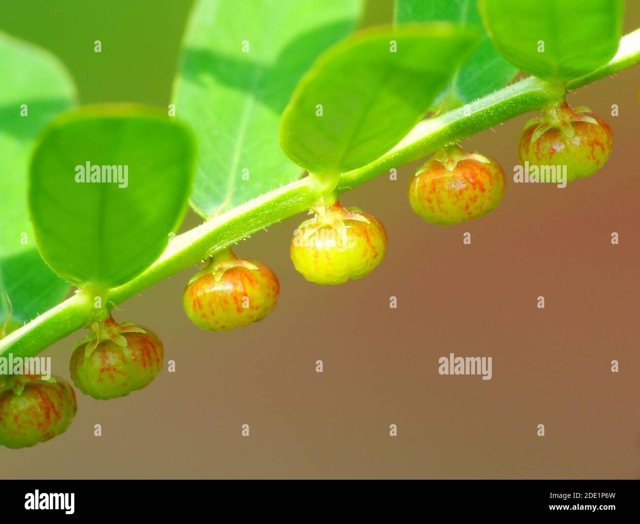 Pianta selvaggia sotto il sole Foto Stock