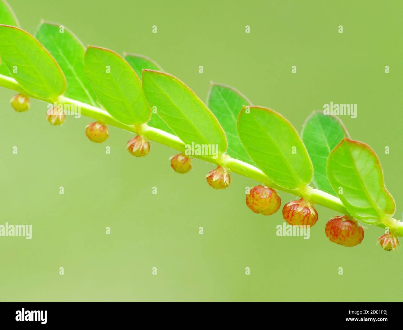 Pianta selvaggia sotto il sole Foto Stock