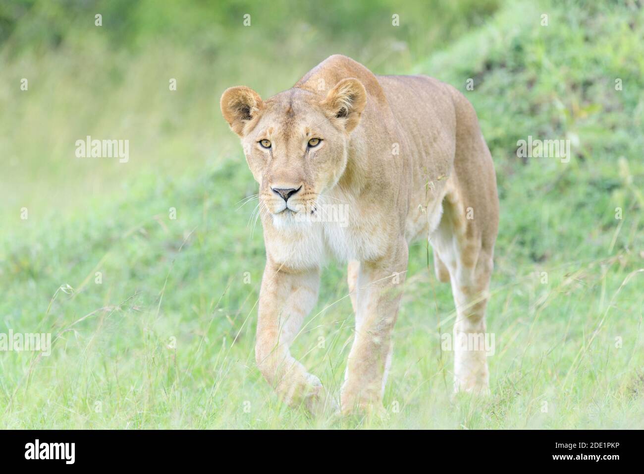 Leonessa (Panthera leo) che cammina sulla savana, guardando la macchina fotografica, Masai Mara National Reserve, Kenya. Foto Stock