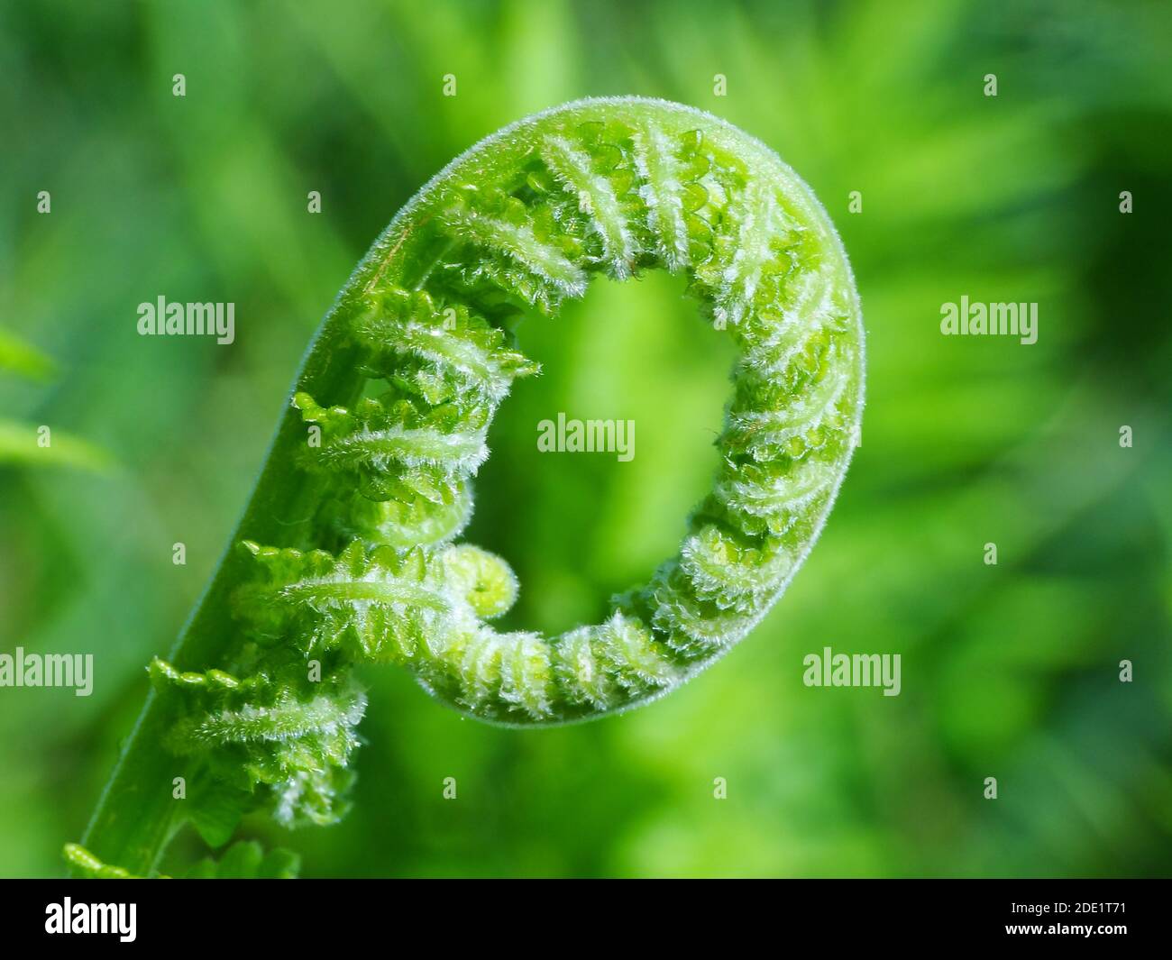 Pianta selvaggia sotto il sole Foto Stock