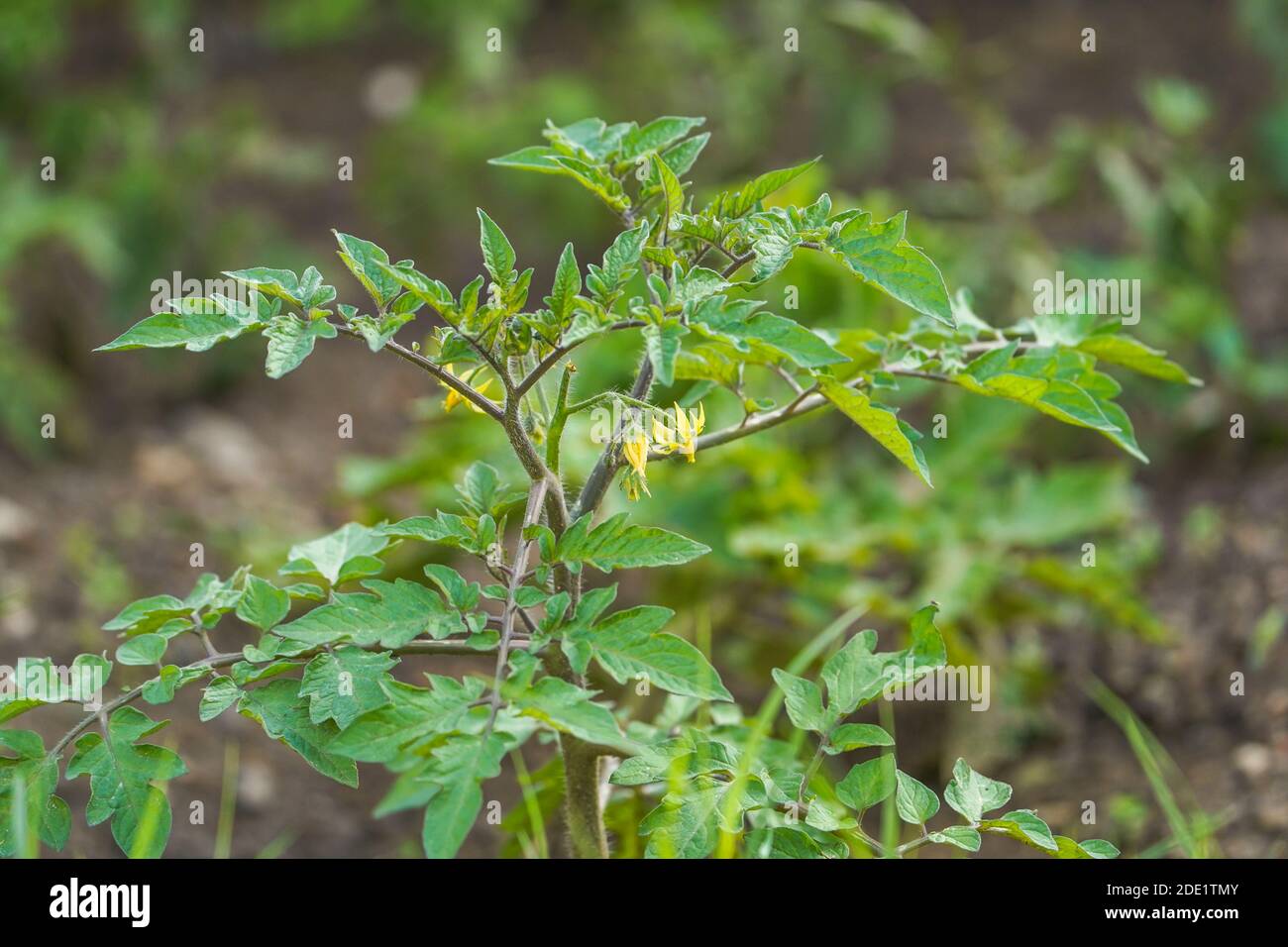 Pianta giovane di pomodoro in un orto. Foto Stock