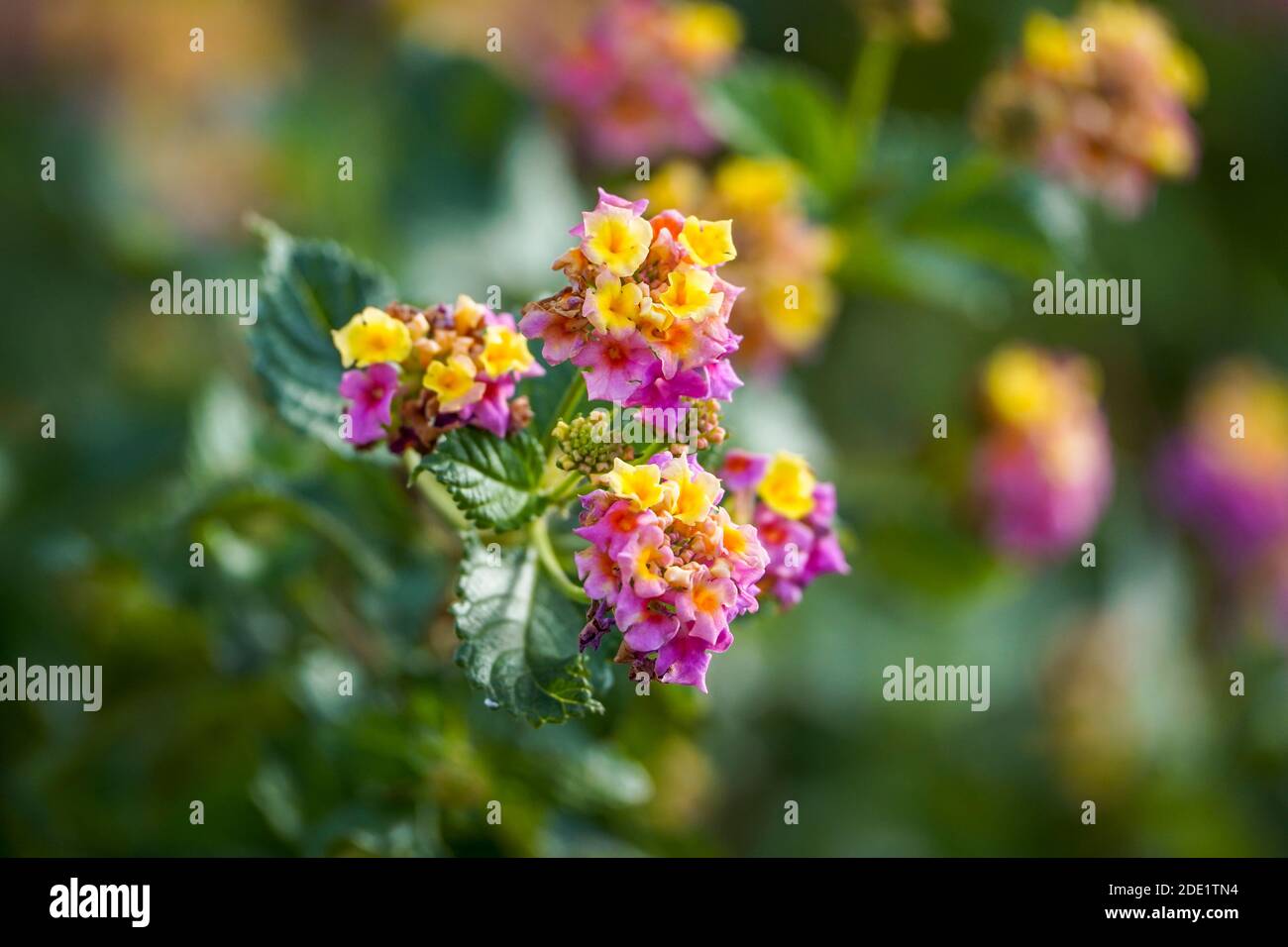 Fiori di Lantana Camara, Patty Wankler pianta, in giardino. Foto Stock