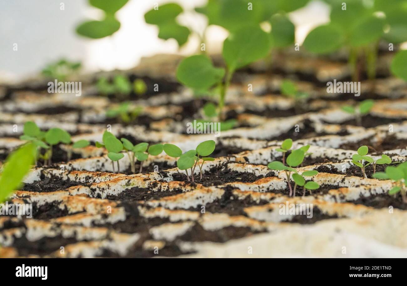 Giovani piante coltivazione di colombina comune in vassoio di germinazione semi Foto Stock