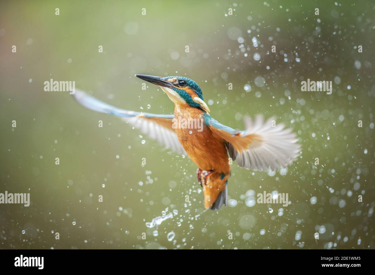 Kingfisher dopo un tentativo di pesca fallito Foto Stock