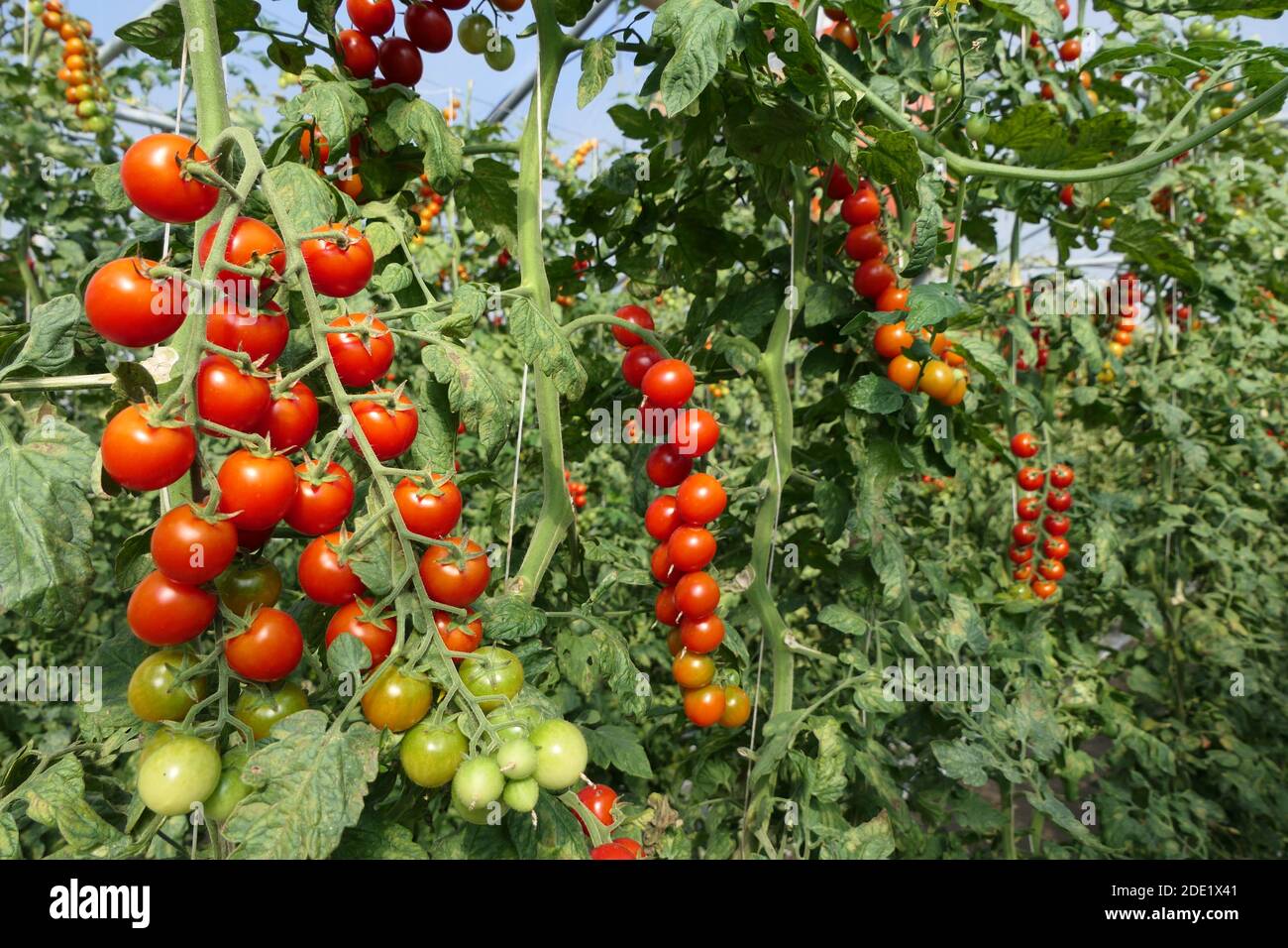 Mini pomodori e piante con frutta maturata su un pomodoro piantagione Foto Stock