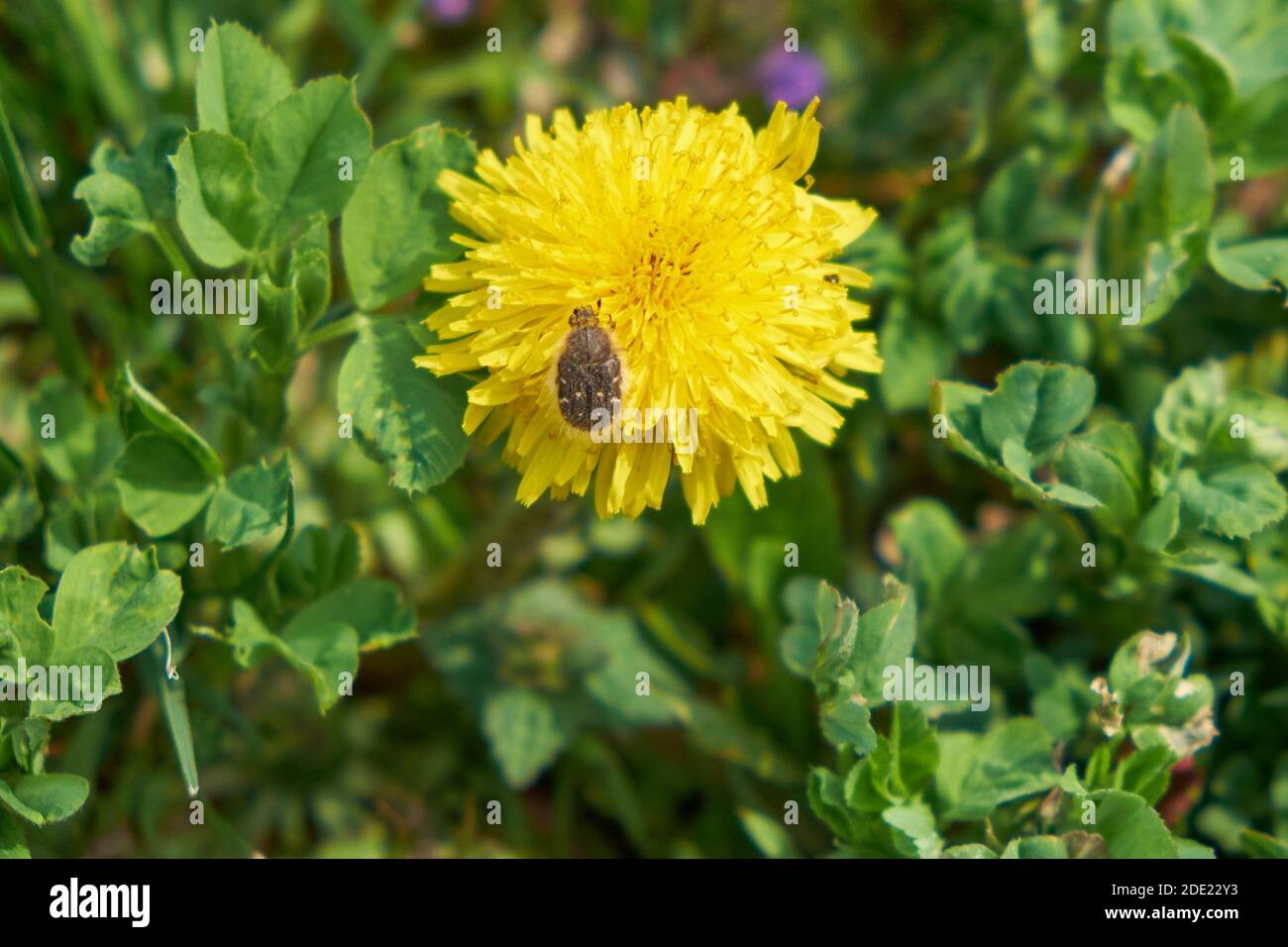 Piccolo coleottero su un bel fiore giallo di dente di leone. Foto Stock