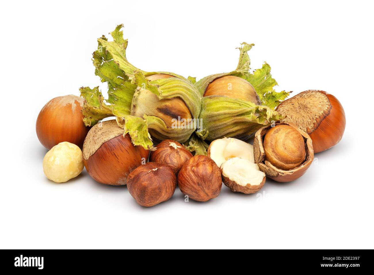 Raccolta di nocciole. Verde unmature e fresco raccolto filbert isolato su sfondo bianco. Foto Stock