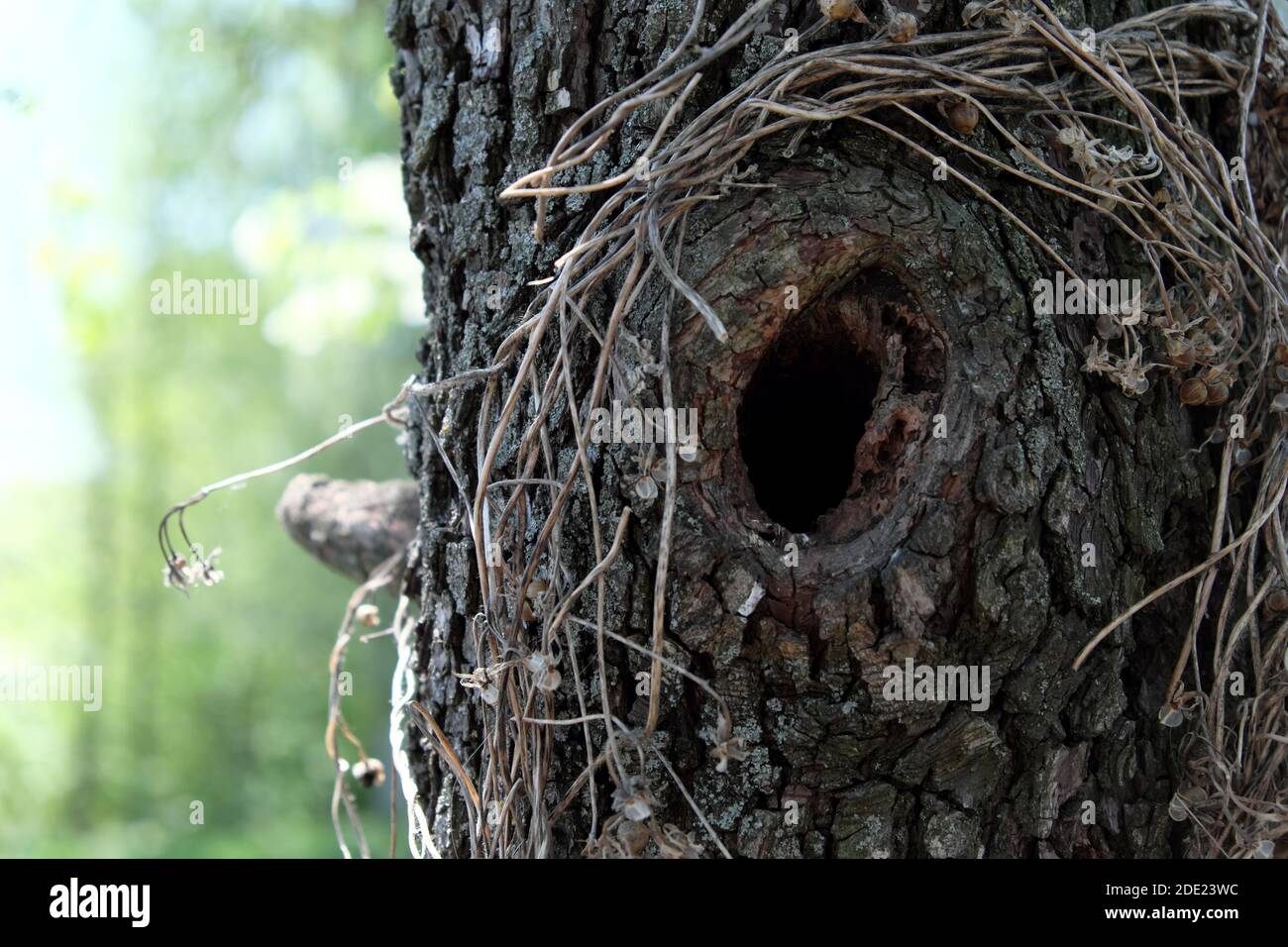 Cavo in un vecchio albero di pera. Parte del tronco di un vecchio albero. Foto Stock