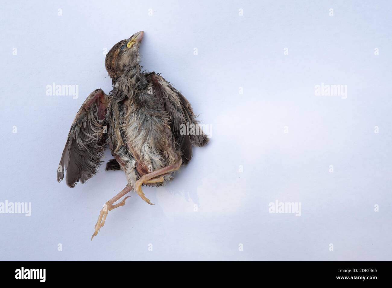 Il piccolo pulcino di passero cadde dal nido e morì. Sfondo bianco. Foto Stock