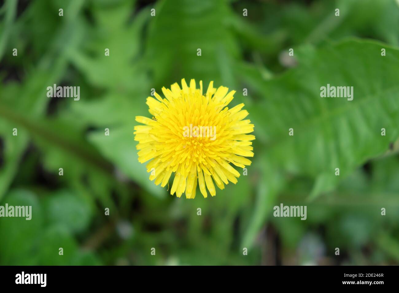 Bellissimo fiore di dente di leone con sfondo sfocato. Fiore singolo. Foto Stock