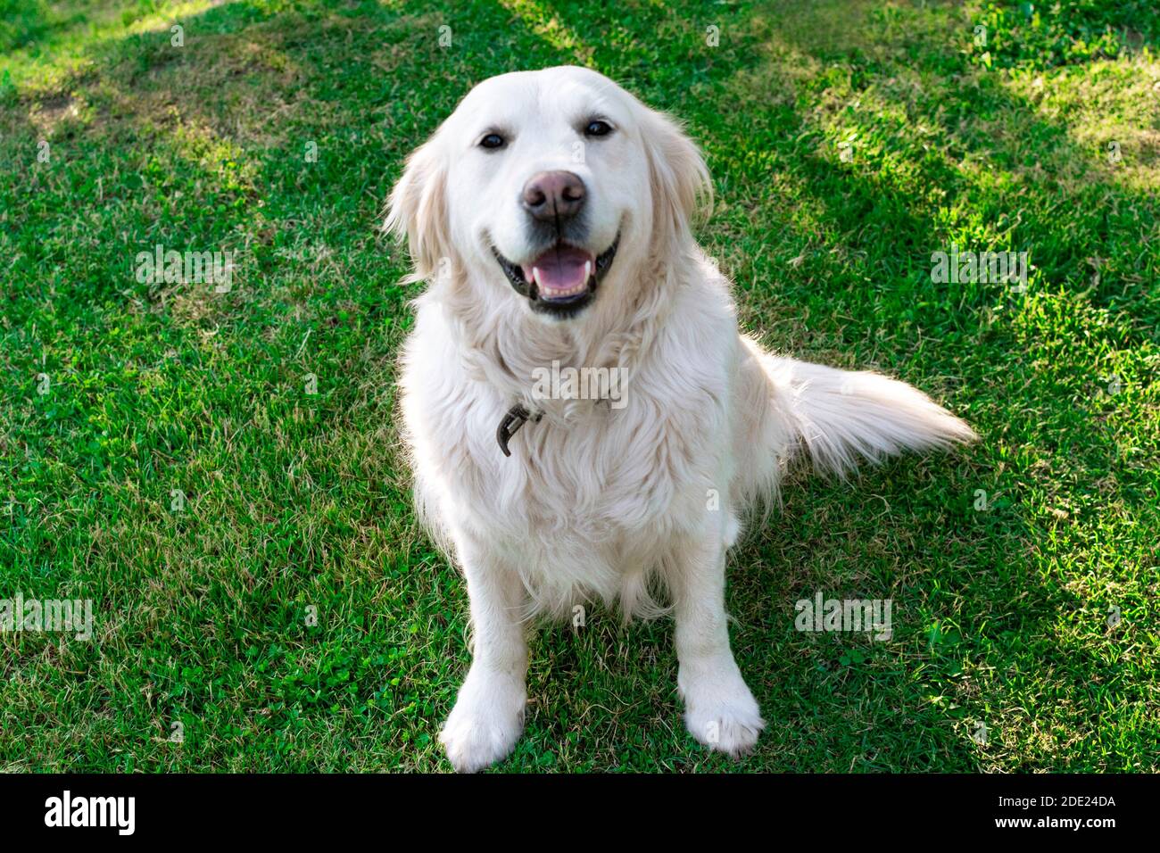 Animale domestico di charme. Golden Retriever seduto sul prato. Cane cordiale, ben addestrato e ben addestrato. Foto Stock